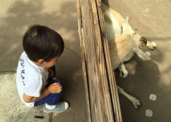 動物園でやぎを見る子供