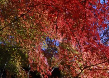 紅葉